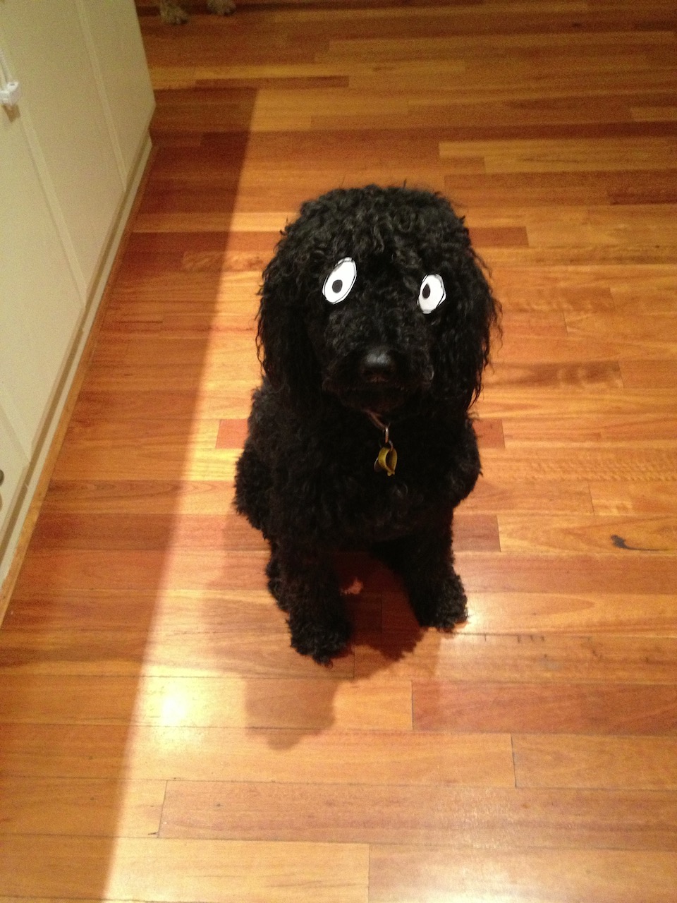 IMG_0243.jpeg IMG 0243